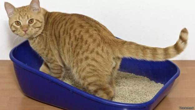 gato-arena-celulares