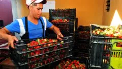 Fresas 2