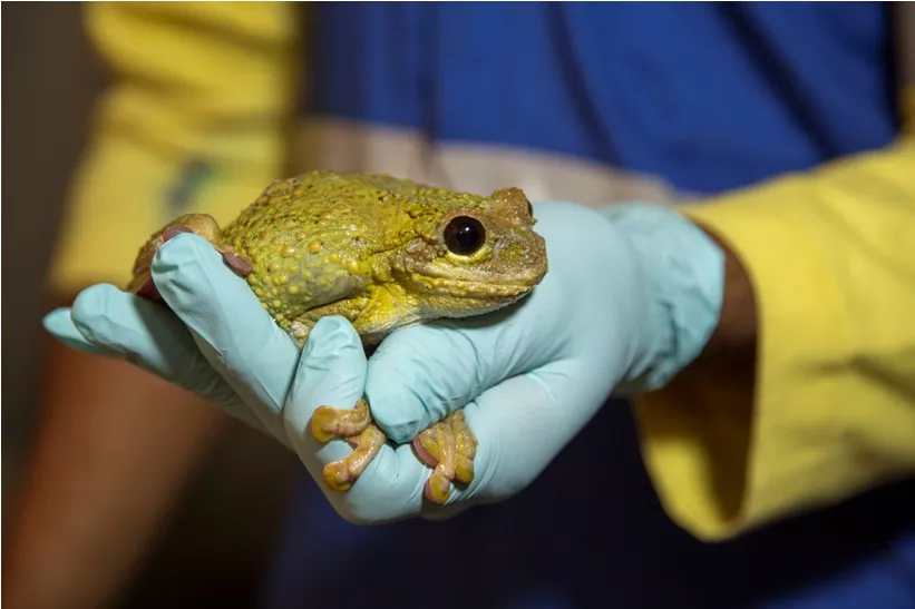 Anfibios