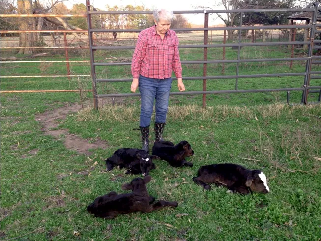 VACAS CUATRILLIZAS