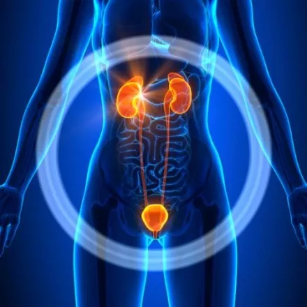 Urinary System – Female Organs – Human Anatomy