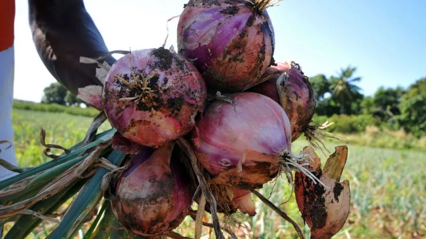 Cebolla