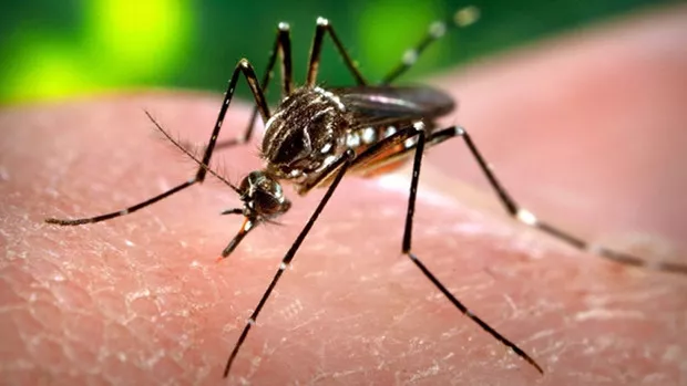 zika