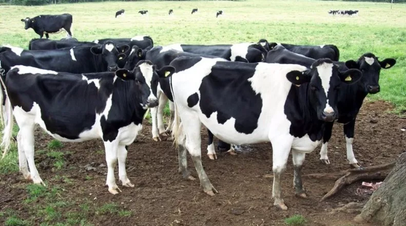 vacas de leche.jpg
