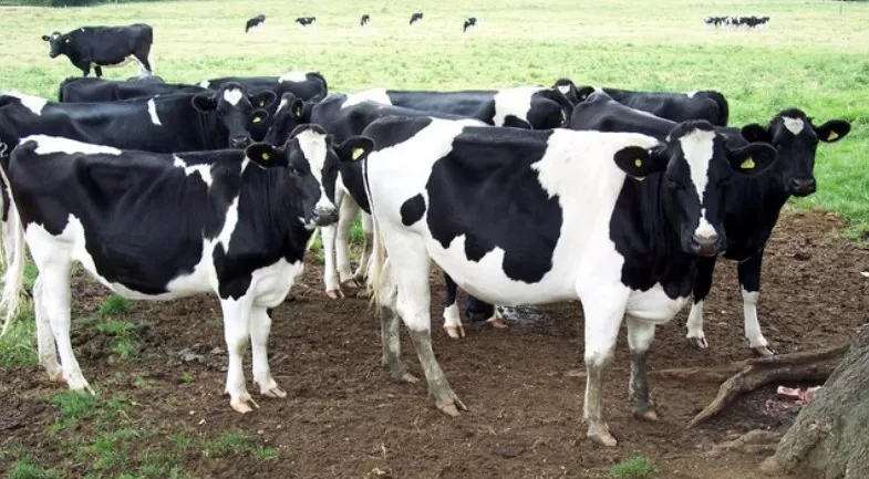 vacas de leche.jpg