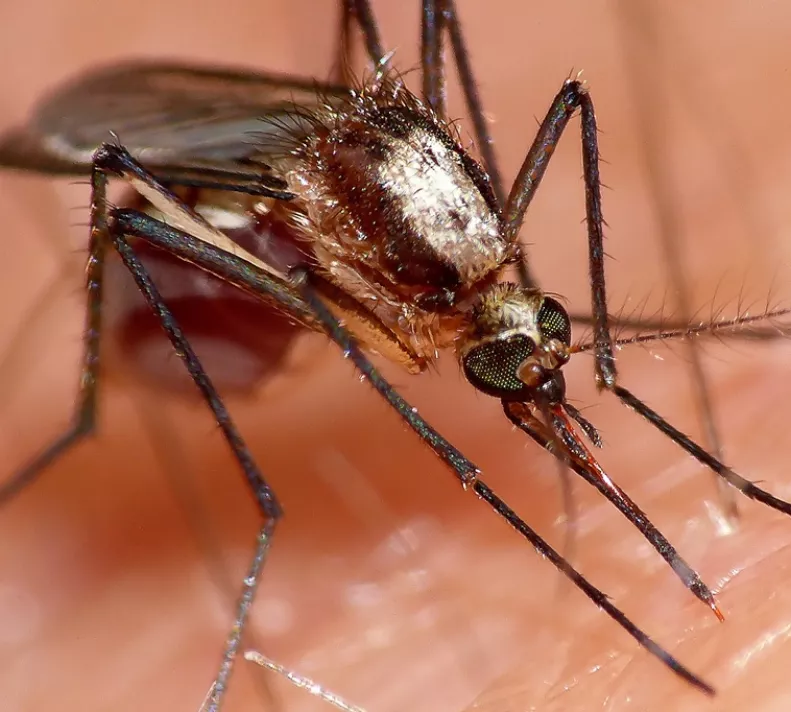 Mosquito Dengue Suck Your Last Blood. (Photo by Rick Shackleton)