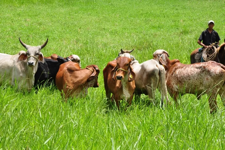 ganaderos