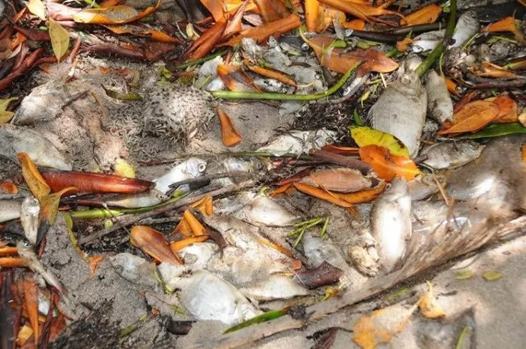 peces
