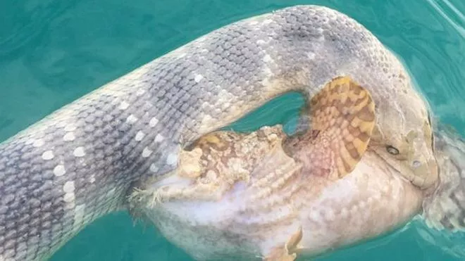 Serpiente y pez venenoso