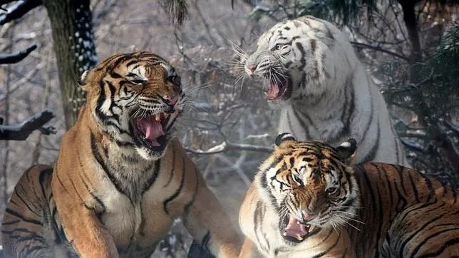 archivo-tigre–644×362