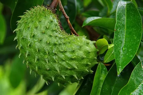 guanabana-500×332