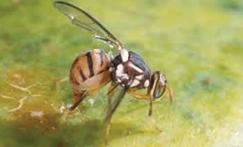 mosca