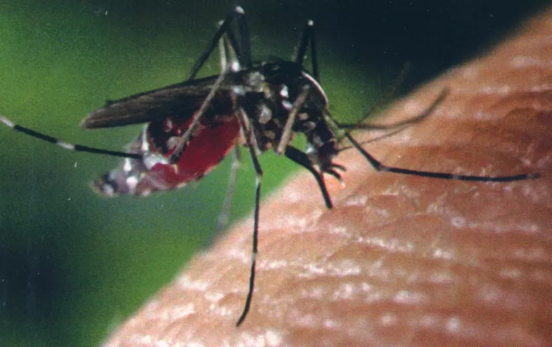 LIBRO DENGUE
