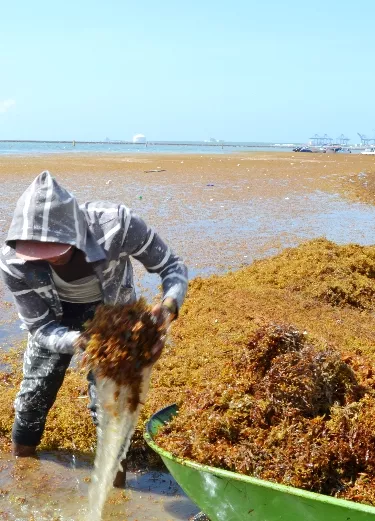 Algas Marina afectan al turismo de Republica Dominicana. Foto: Elieser Tapia.