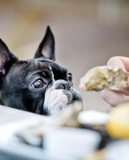 Boston Terrier in the Restaurant