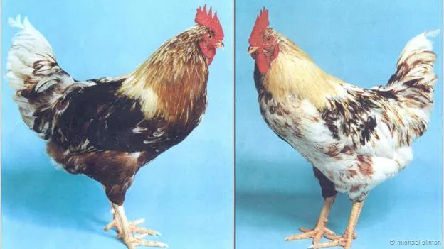 Pollo-polla.jpg
