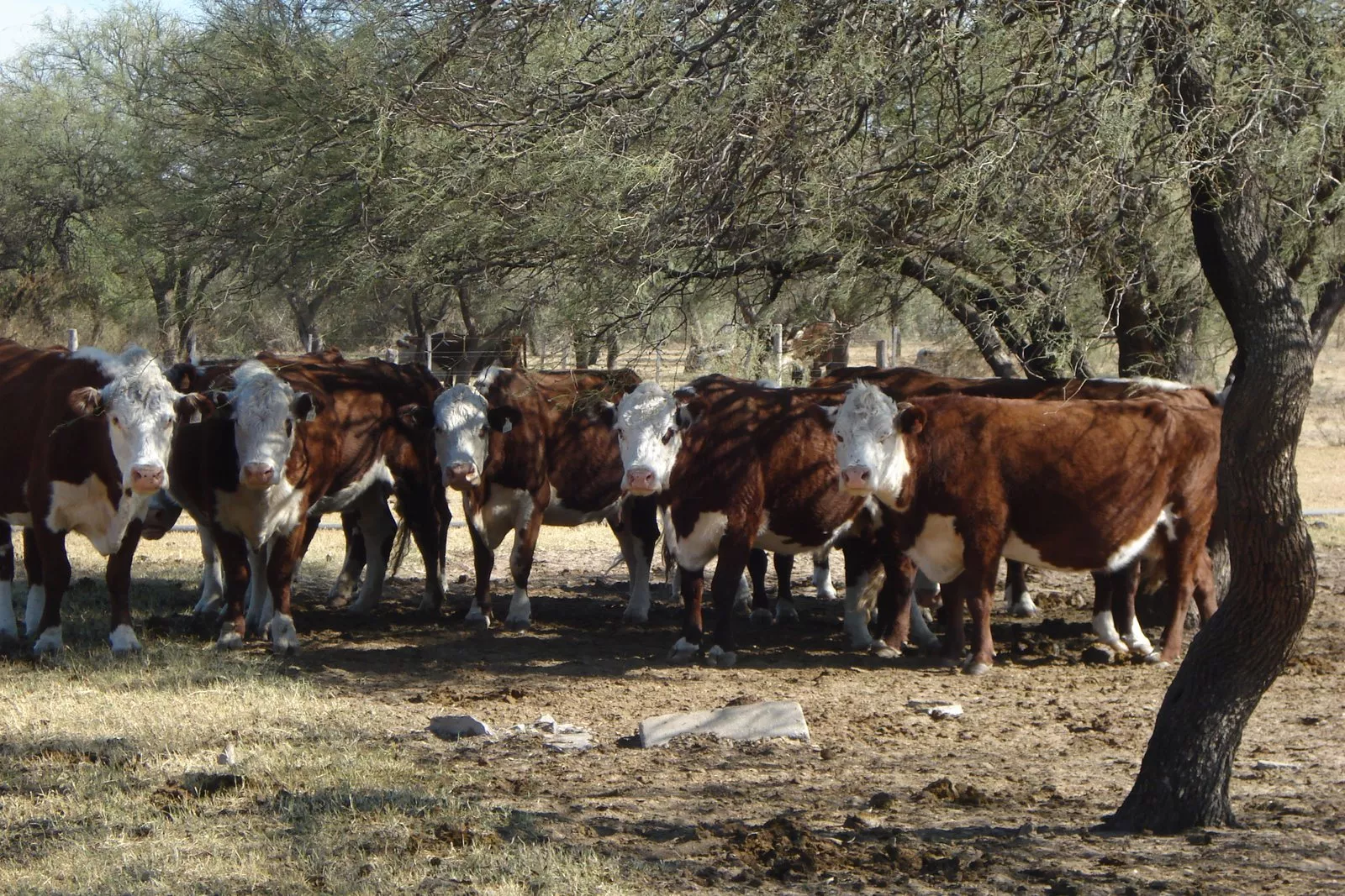 reses-de-cría