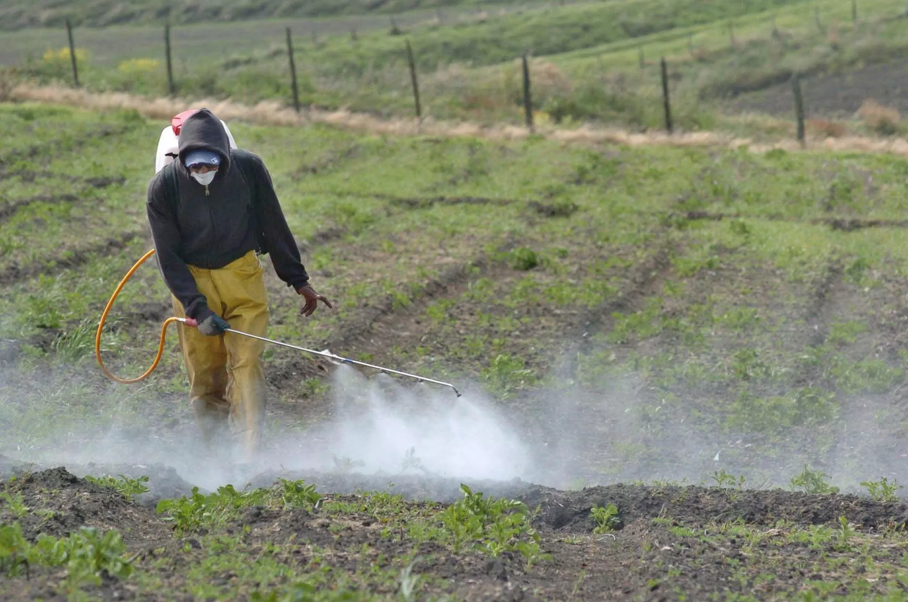 Uso de agroqueimicos_Paco
