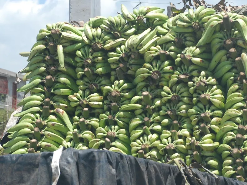 Platanos en el mercado nuevo/foto Jose de Leon