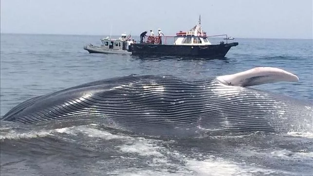 Rescatan-ballena-metros-varada-chilena_EDIIMA20151229_0470_4