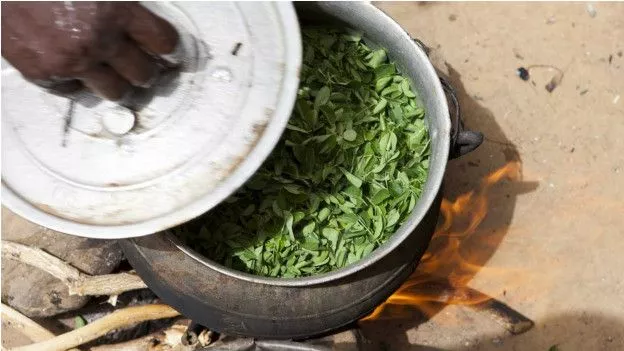 120614121310_chakula_moringa_jikoni_624x351_bbc_nocredit