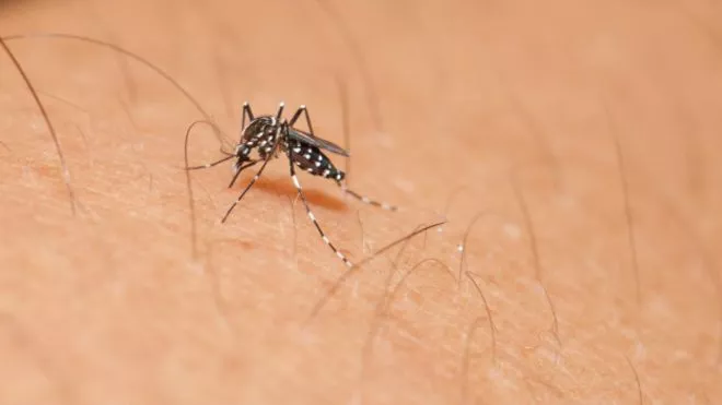 160113233325_zika_mosquito_624x351_thinkstock_nocredit