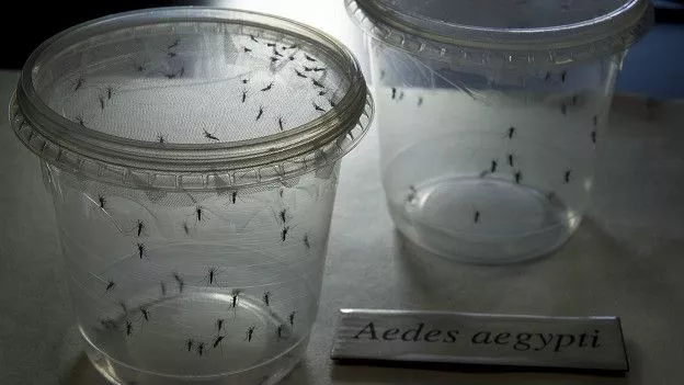 160122225114_aedes_aegypti_zika_624x351_getty_nocredit (1)