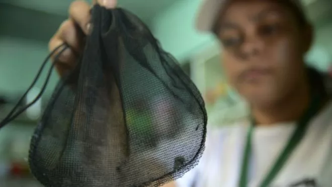 160127143917_mosquitos_zika_624x351_afp_nocredit