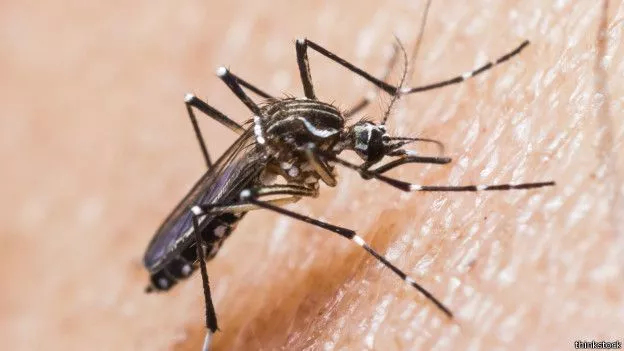 mosquito Aedes Aegypti-