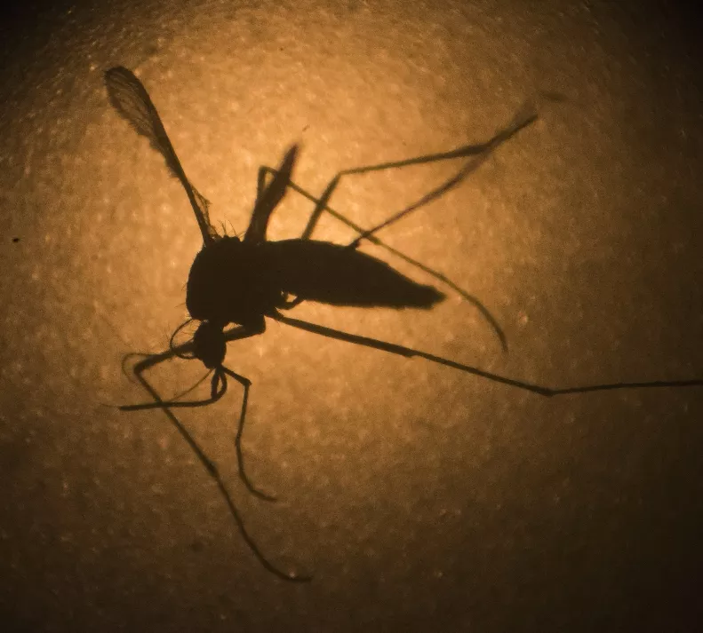 zika