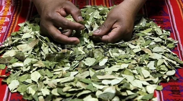Hoja de coca
