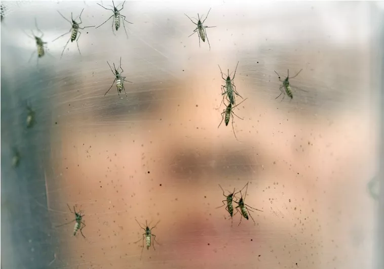 BC-REP-GEN BRASIL-LA BATALLA PERDIDA DEL ZIKA PREGUNTA RESPUESTA
