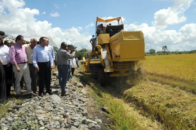 agricultura, arroz