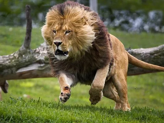 León