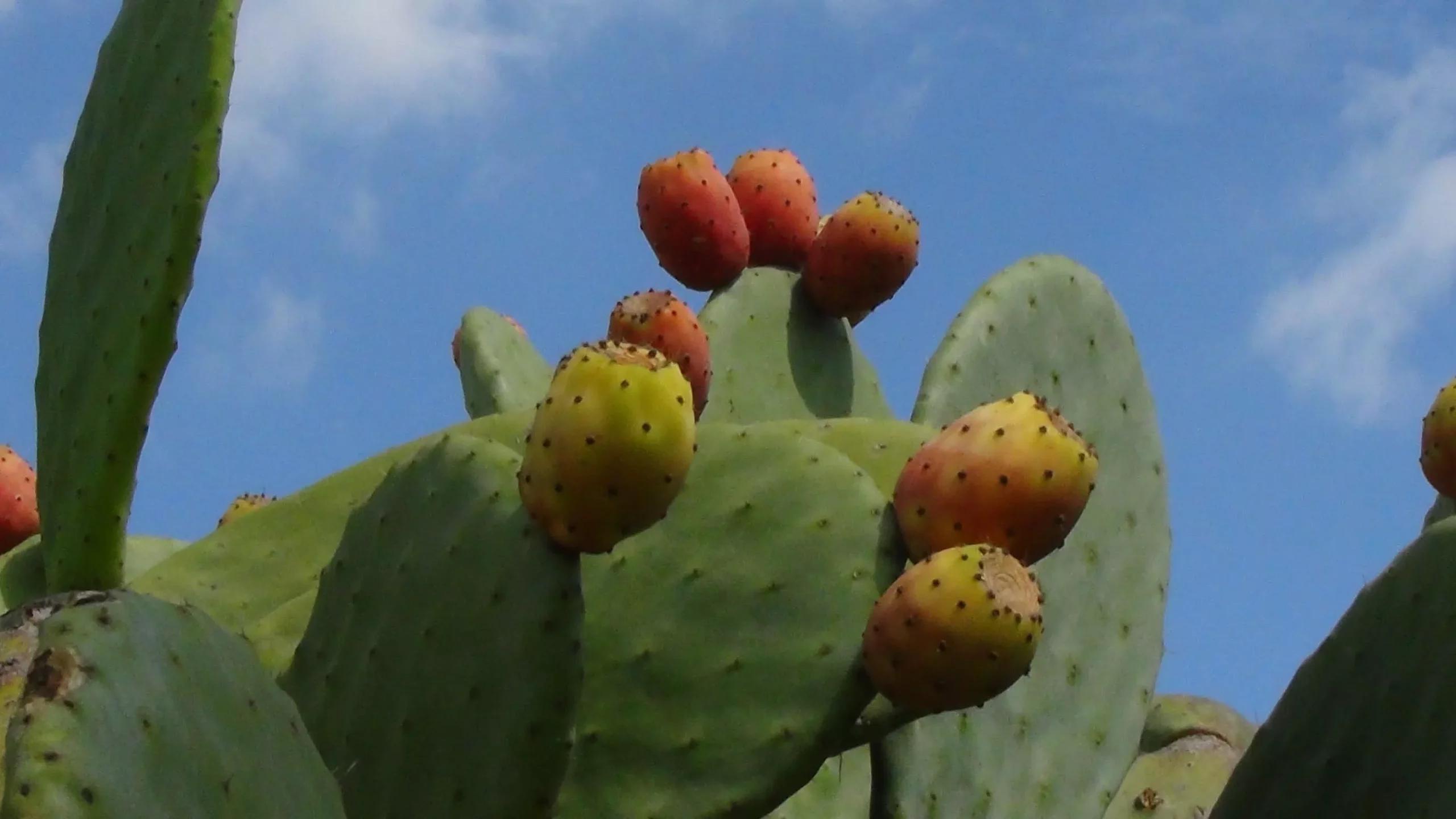 Tuna- planta