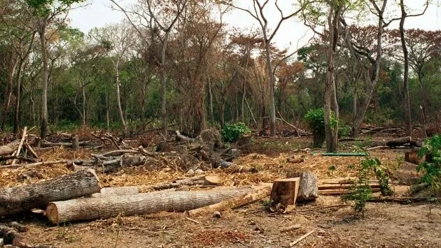 deforestación BOSQUES