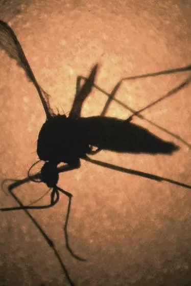 Zika-First Appearance