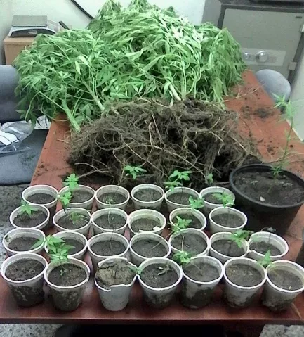 marihuana