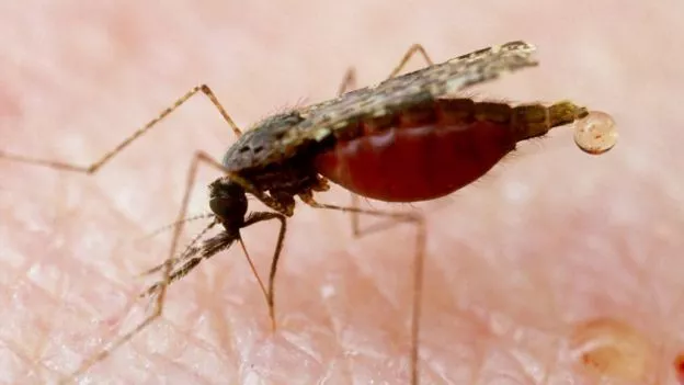 _89973375_mosquito_spl