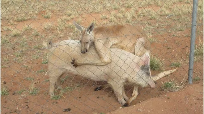 CANGURO ENAMORADO