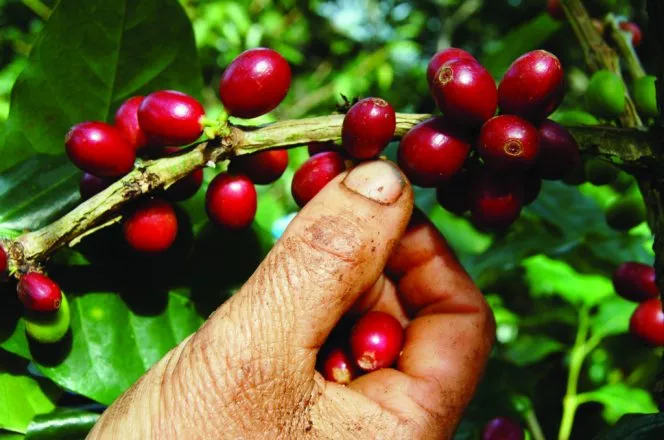 Café-Valdesia-2-664×440