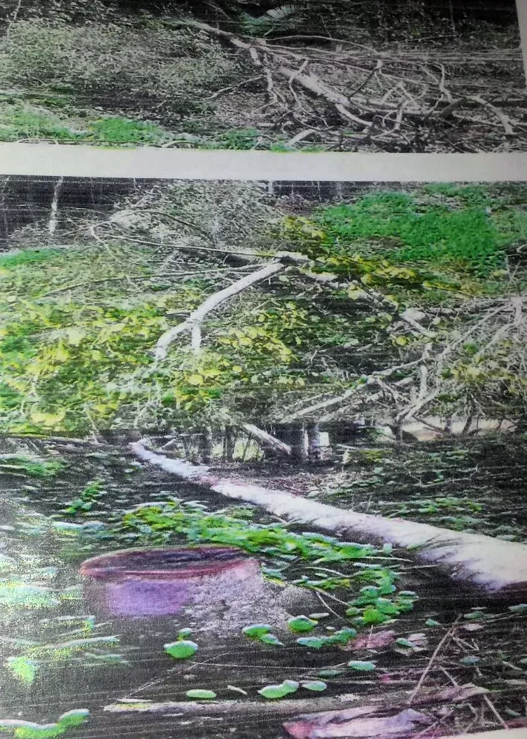 ARBOLES