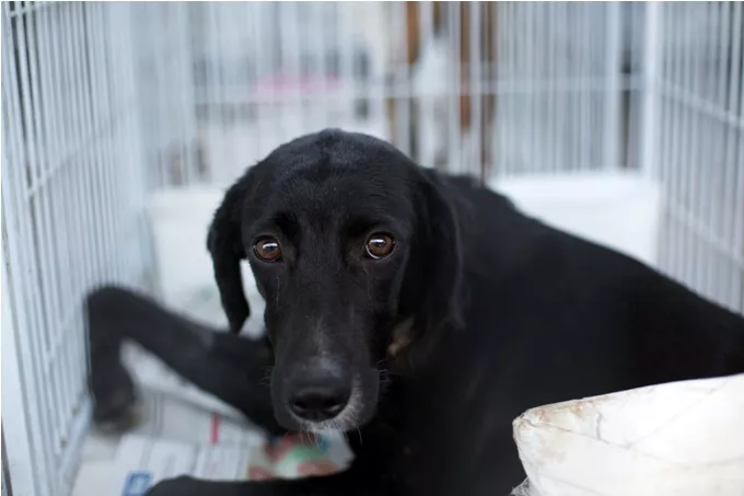 BRASIL-PERRO BALEADO