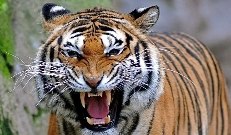 tigres