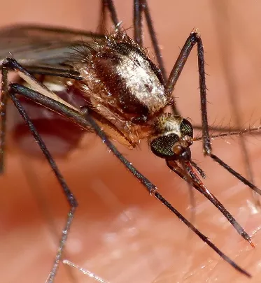Mosquito Dengue Suck Your Last Blood. (Photo by Rick Shackleton)