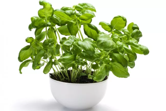 Para-que-sirve-la-albahaca-1