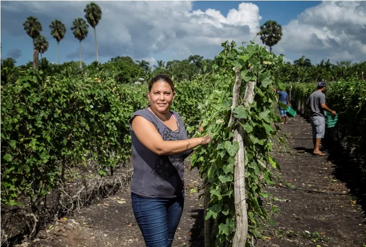 la-cliente-se-dedica-a-la-agricultura-especificamente-al-cultivo-de-vegetales-chinos