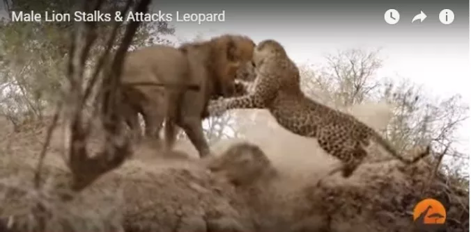 leon-y-leopardo