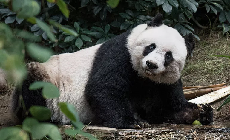 jia-jia-770×470