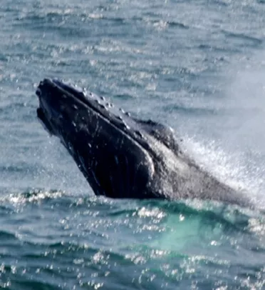 Ballena Jorobada de las que visitan Samaná.